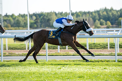 Crystal Love. Foto Svensk Galopp