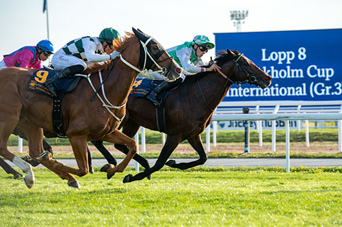 Hard One To Please knapt slått i Stockholm Cup. Foto Svensk Galopp