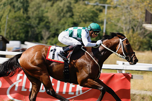 Aphelios ©hesteguiden.com