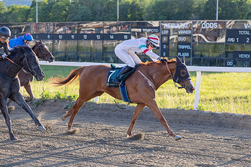 Gold Rush ©hesteguiden.com Gold Rush ©hesteguiden.com