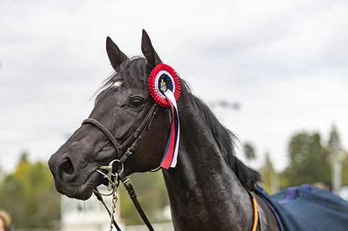 Grab The Moment ©hesteguiden.com