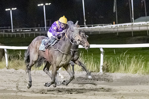 Shazam Bling ©hesteguiden.com Shazam Bling ©hesteguiden.com