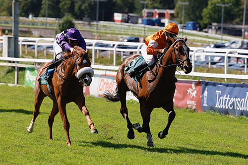 Tarantina og Strike Ten ©hesteguiden.com 