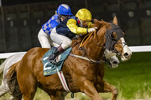 Trent ©hesteguiden.com Trent ©hesteguiden.com