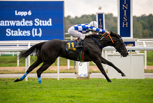 Capitana Bling. Foto: Svensk Galopp/Elina Björklund