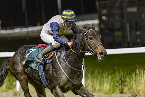 Zofi ©hesteguiden.com Zofi ©hesteguiden.com