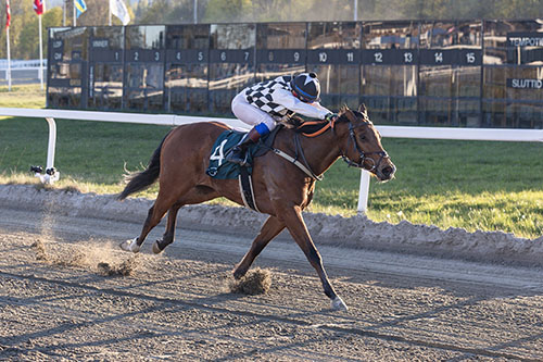 Buenos Dias ©hesteguiden.com 