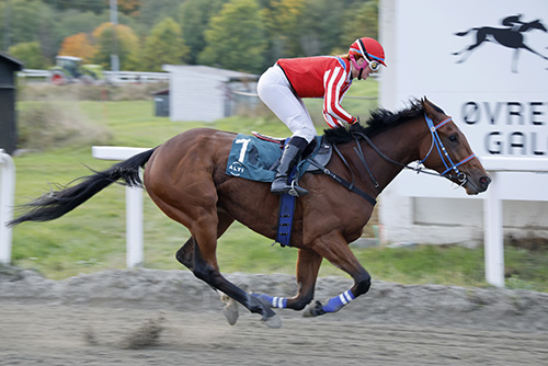 L'Appel Du Tigre ©hesteguiden.com L'Appel Du Tigre ©hesteguiden.com